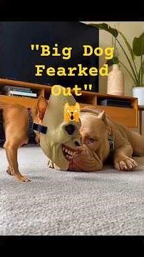 “Mask Prank on a Big Dog! 😱🐶”ll #shorts #phonk #fyp