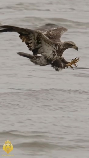 ‏fast ⚡ #fypシ #fyp #foryou #animals #eagle #eagles #birds #explore