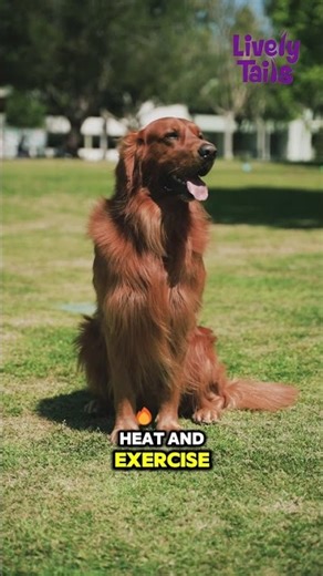 Why Do Dogs Drool? 🐶 | Reasons & Tips for Dog Owners