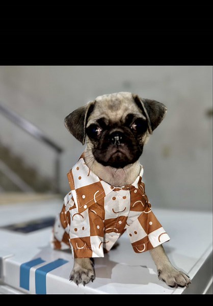 Escucha los Primeros Ladridos de un Pug