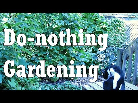 Toward a Do-nothing Gardening, pt. 1: Soil Fertility (Lazy Gardening)