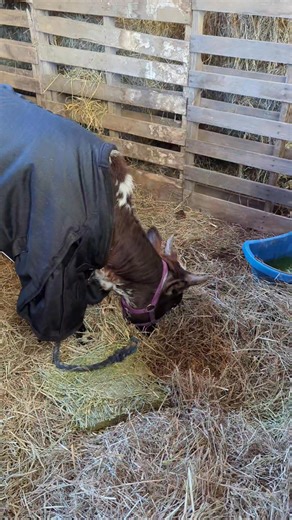 Fire is tucked in and warm 🥰 | Holloway Zebu Farm