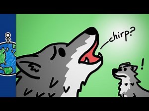Why Wolves Don't Chirp
