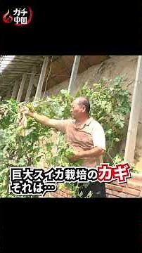 【ガチ中国３１】中国“巨大スイカ”の謎に迫る！