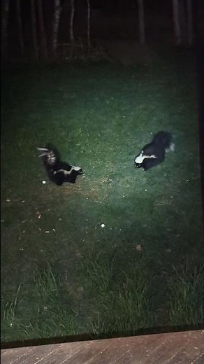 Wild Skunk Fight 😀