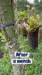 71K views · 1.3K reactions | Kaya wag itapon ma pa pakina bangan pa natin itong mga old na tangkay ng ating mga dendro orchids  #gardeningtips #propagating #dendrobiumspecies | Rochel Tandoc Mero | Facebook