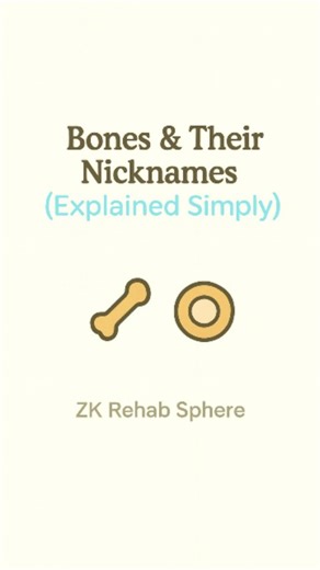 ZK Rehab Sphere | Bones ka science, simplified! 🦴 Part 2 of bone nicknames — the fun & easy way to remember anatomy. Perfect for physiotherapy, MBBS, nursing... | Instagram