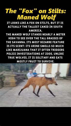 The Wolf That Eats Fruit #animals #nature #wildlife