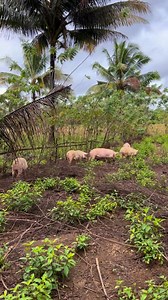 Gaano Ang Lawak ng Freerange Area Namin ng Baboy ng di Sobrang Nagpuputik #BmegPremium #farming #farmlife #buhayprobinsya | Farming Business Atbp