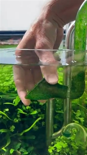 5.9K views · 49 reactions | Cleaning the diffuser and outflow head #aquascape #plantedtank #viralreelsシ #fishtank #aquatic #aquarium #aquariumhobby #layoutdesign #viralpost #viral #aquariumhobby #plantedtank #aquarium #layoutdesign #aquatic #fyp #short #fblifestyle | AquaPedia | Facebook