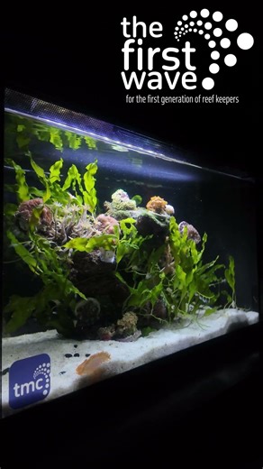 What is your dream reef tank?