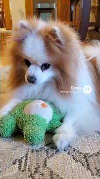 Part 2 – Kewpie the Pomeranian Reviews Every Toy 🧸 Green Baby Gets Priority Check ✔️