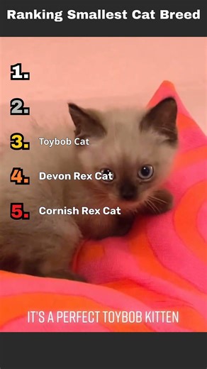 Ranking smallest cat breeds