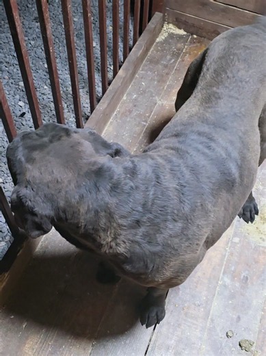 Adoption Որդեգրում | Cane Corso puppy adoption guide