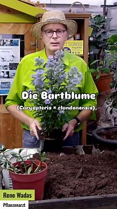 Die Bartblume ist ein echtes Highlight, wenn andere Stauden und Sträucher schon verblüht sind. Von August bis Oktober zeigt sie ihre intensiv blauen Blüten, die wie kleine Magnete für Bienen, Hummeln & Schmetterlinge wirken. Wuchs & Standort • Halbstrauch, ca. 60–100 cm hoch • Liebt volle Sonne • Bevorzugt durchlässigen, eher trockenen Boden • Ideal für Beete, Kübel oder Vorgärten Pflege-Tipps vom Pflanzenarzt • Im Frühjahr kräftig zurückschneiden, damit sie kompakt bleibt und reich blüht • Weni