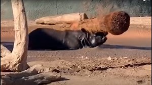 VIDEO: Phoenix Zoo's newest rhino is clearly enjoying his habitat and visitors are delighted