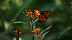Download Monarch Butterfly, slow motion for free