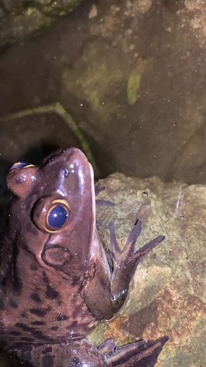 There’s going to be some good Everglades videos! #everglades#fyp#snake#water#viral#wildlife ￼￼