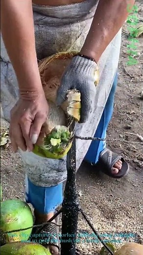 Quick Coconut Peeling: Worker Uses Tool to Strip Husks Effortlessly