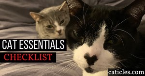 10 things your cat needs to be happy