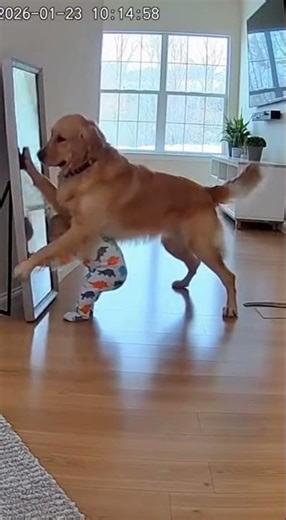 Dog Saves Baby from Falling Object