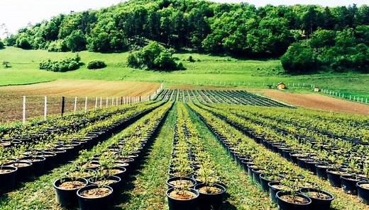 Growing Trees For Profit – What To Grow & How To Get Started