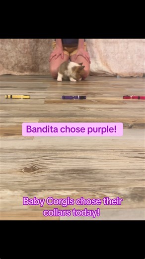 Watch as our corgi pups choose their collar colors! 🤗😍 #babycorgis #corgisoftiktok #corgisdoingsthings
