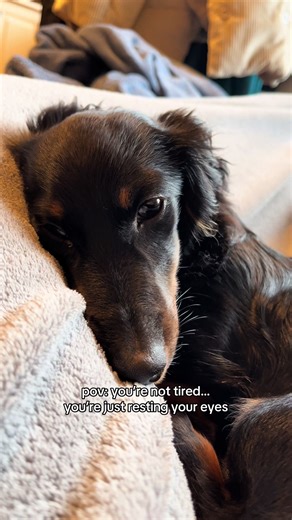 Bonnie had a busy few days celebrating her first Christmas, so has been catching up on sleep this Twixmas😴 #sleepypuppy #miniaturedachshund #puppytok #fyp #dogsoftiktok