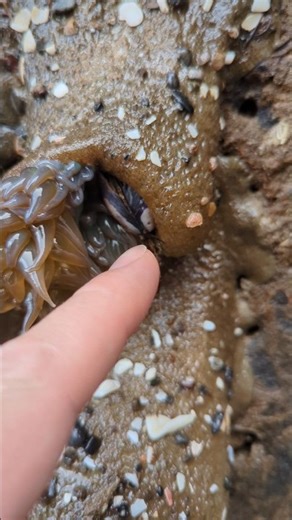 Sea Anemone EATING Mussel! #shorts