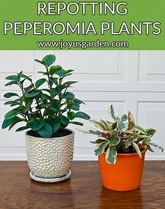 Repotting Peperomia Plants (Plus The Proven Soil Mix To Use!)