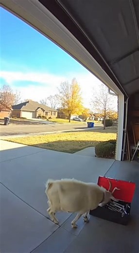 Goat open tool box 😂 #ai #funny #funnyanimals #viral