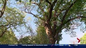 What you need to know about Dutch elm disease