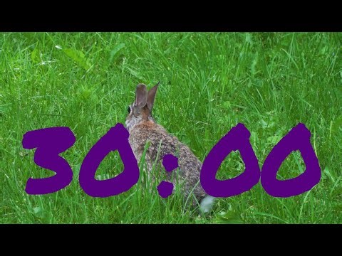 30-Minute Easter Countdown Timer with Cute Bunny and Fun Music for Kids