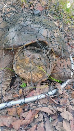 Big 40 pound snapping turtle I caught at the river