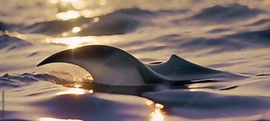 manta rays leaping out of the water, a phenomenon known as breaching, potentially a part of their mating ritual