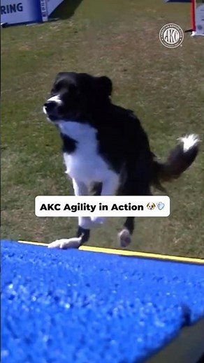 AKC Agility in Action