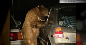 GPS Bear Tracking Keeps Tourists Safe in Yellowstone