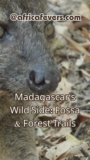 ✔ Andasibe: indri calls at dawn ✔ Ranomafana: bamboo lemurs in thickets ✔ Fossa and tenrecs—look low Island endemics reward slow steps 🐾🌳 Open the guide and circle two parks for lemur-focused days. #lemur #fossa #tenrec #Madagascar #Andasibe #Ranomafana #endemicwildlife #primatewatching #AfricaFevers | AdventurousAfrica