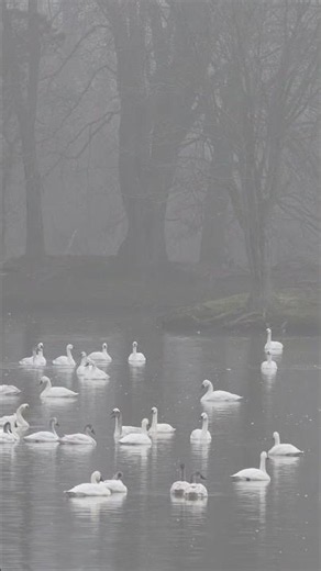 Tundra Swans in the Fog
