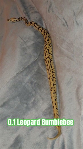 0.1 Leopard Bumblebee #leopard #bumblebee #viral #snake #ballpython #ballpythonsnake #ball #wildlife