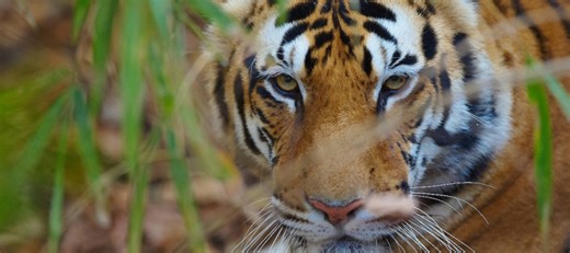 food for thriving biodiversity