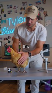 This chicken's head cam will surprise you!