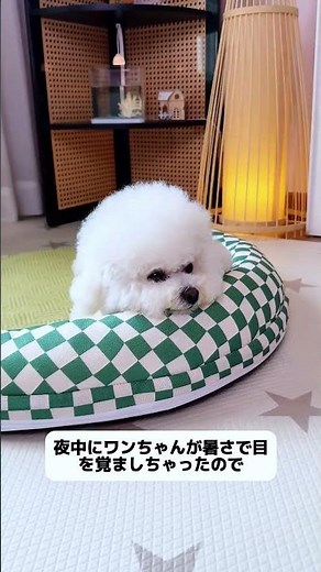 🐶真夏の必須アイテム！愛犬が快適に眠れる冷感マット😍暑さ対策に最適 #ペット用品 #犬