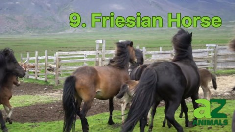 These are the 11 Best Horse Breeds for Riding