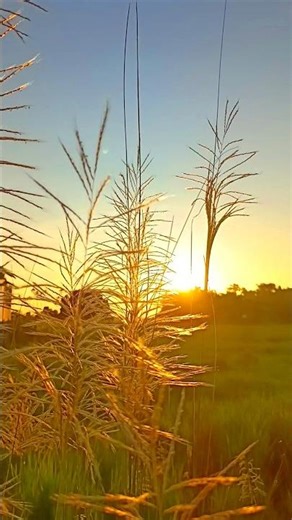 Nature'sbreathtaking scenery💫❣️ #viralvideos #nature#explore #shortvideos