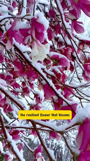 Hardy, Elegant, and Fragrant – The Perfect Magnolia for Your Garden! | Terra Nursery