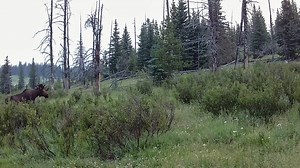 17K views · 1.5K reactions | Canadian Moose in the wilderness of the Eastern Slopes of the Alberta Rocky Mountains. | Help Alberta Wildies Society | Facebook