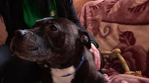 5.2K views · 380 reactions | Thank you to Stuart Turner, who came to film Archer last week ahead of our Valentine's Weekend event. Thank you everyone for your kind messages of support, rest in peace pup ❤ | Thornberry Animal Sanctuary | Facebook