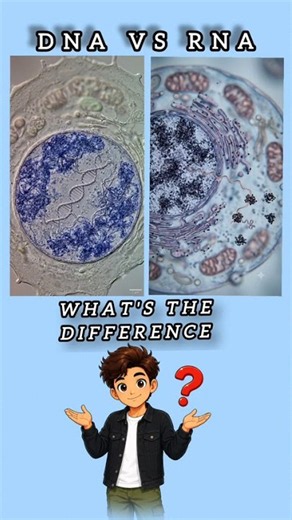 DNA vs RNA 🧬 What’s the REAL Difference? 🤯