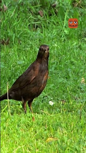 Wie findet eine Amsel ihr Futter? | Die Maus | WDR